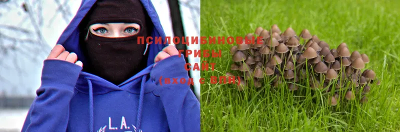 Псилоцибиновые грибы Magic Shrooms  Каменногорск 